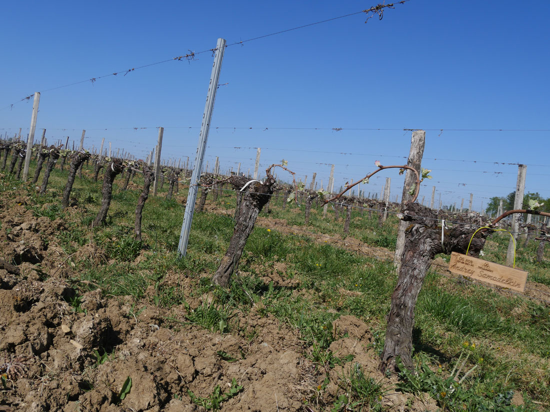 Виноградник на урожай